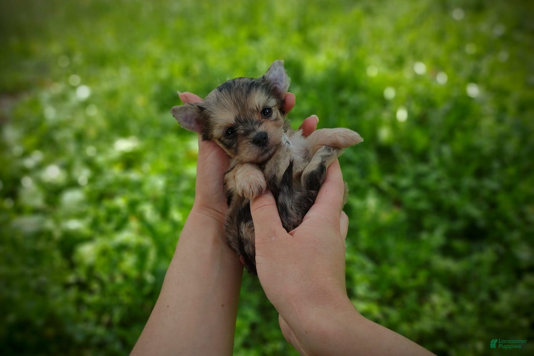 Morkie dogs for sale: Rare Merle Dragonfly - Image 14