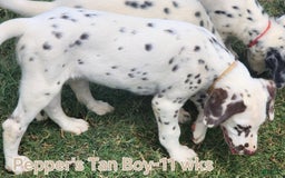 Dalmatian dogs for sale: Peppers Tan Boy - Image 8