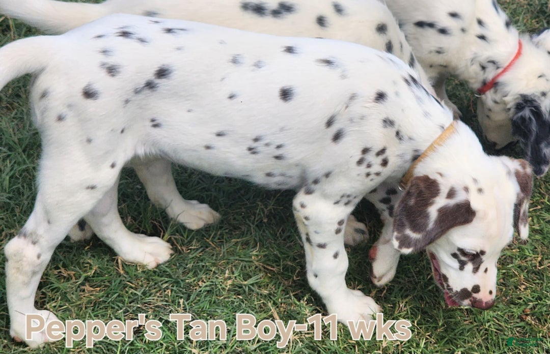 Dalmatian dogs for sale: Peppers Tan Boy - Image 8