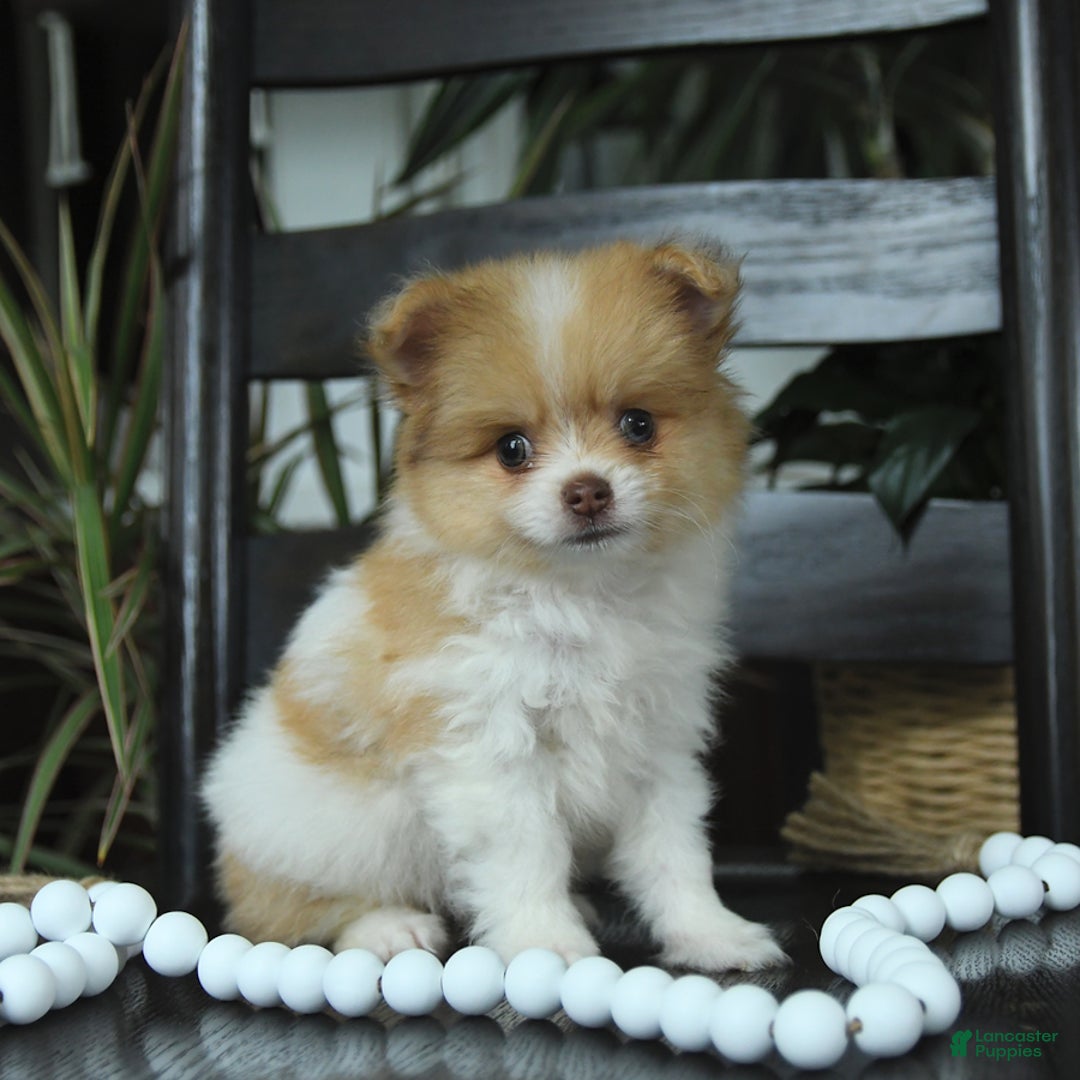 Pomeranian dogs for sale: Indie - Image 4