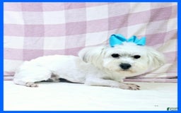 Morkie dogs for sale: Izzy - Image 4