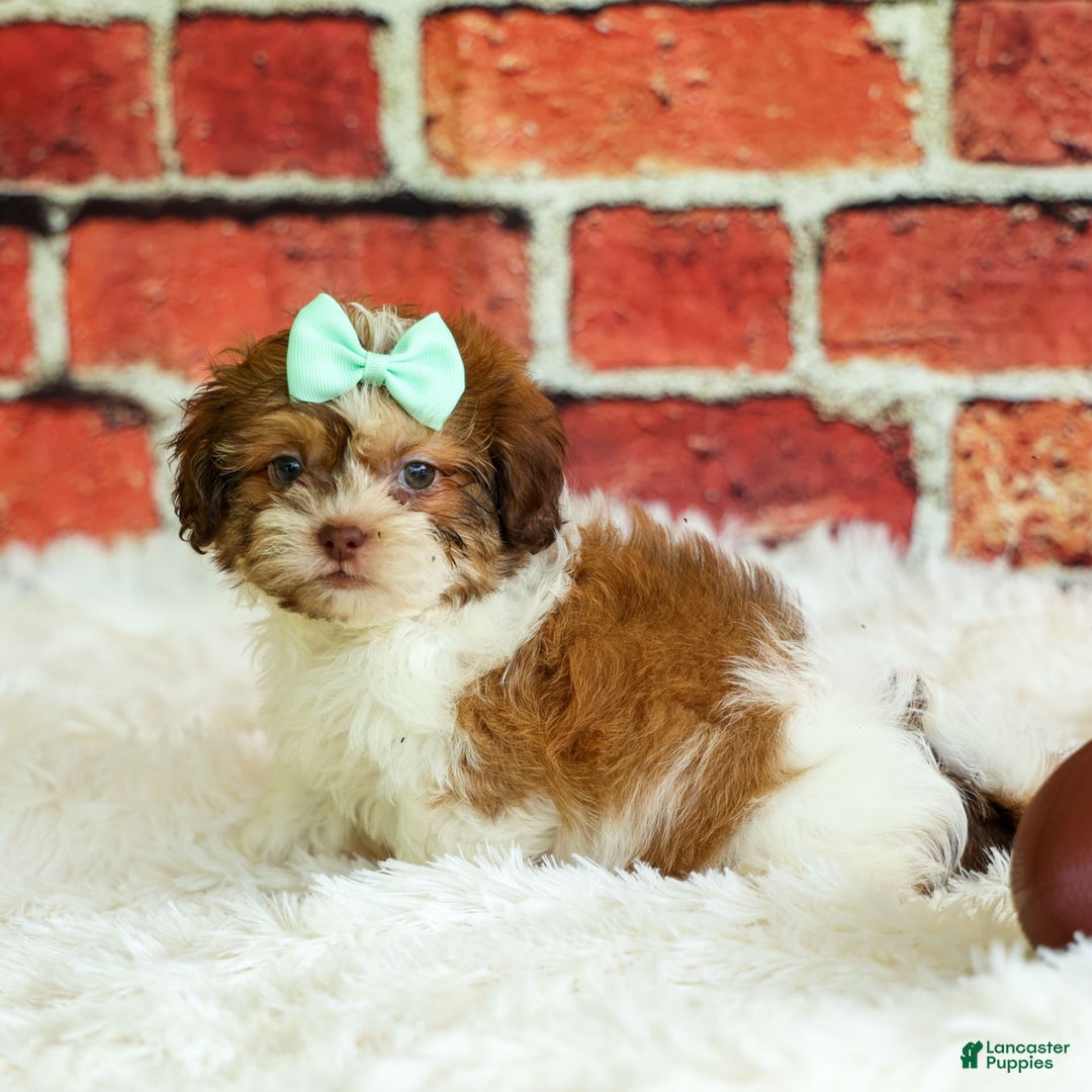 Shih Tzu dogs for sale: Rusty - Image 7