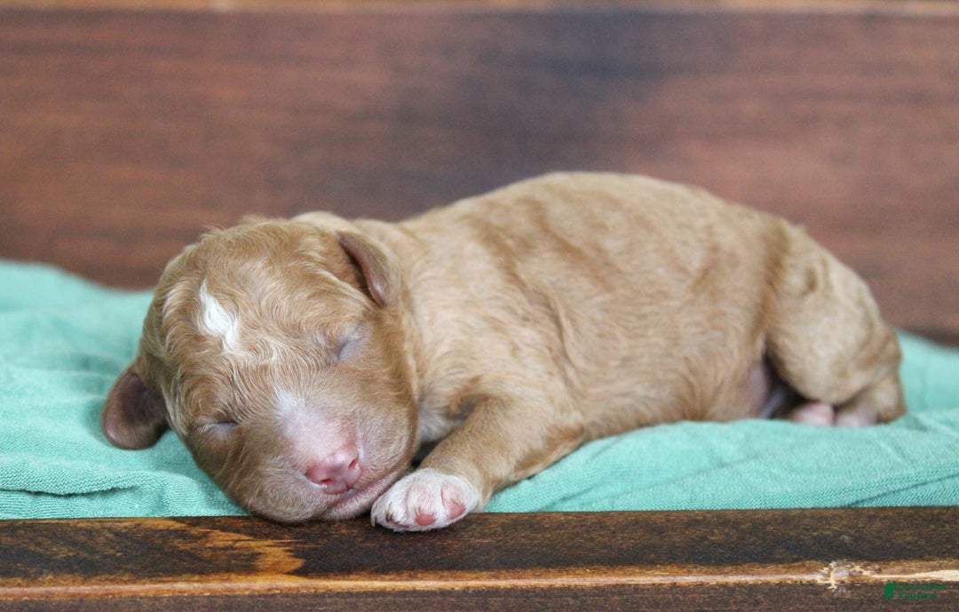 Cavapoo dogs for sale: Whistleton - Image 3