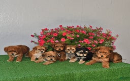 Bichpoo dogs for sale: Rocky - Image 2
