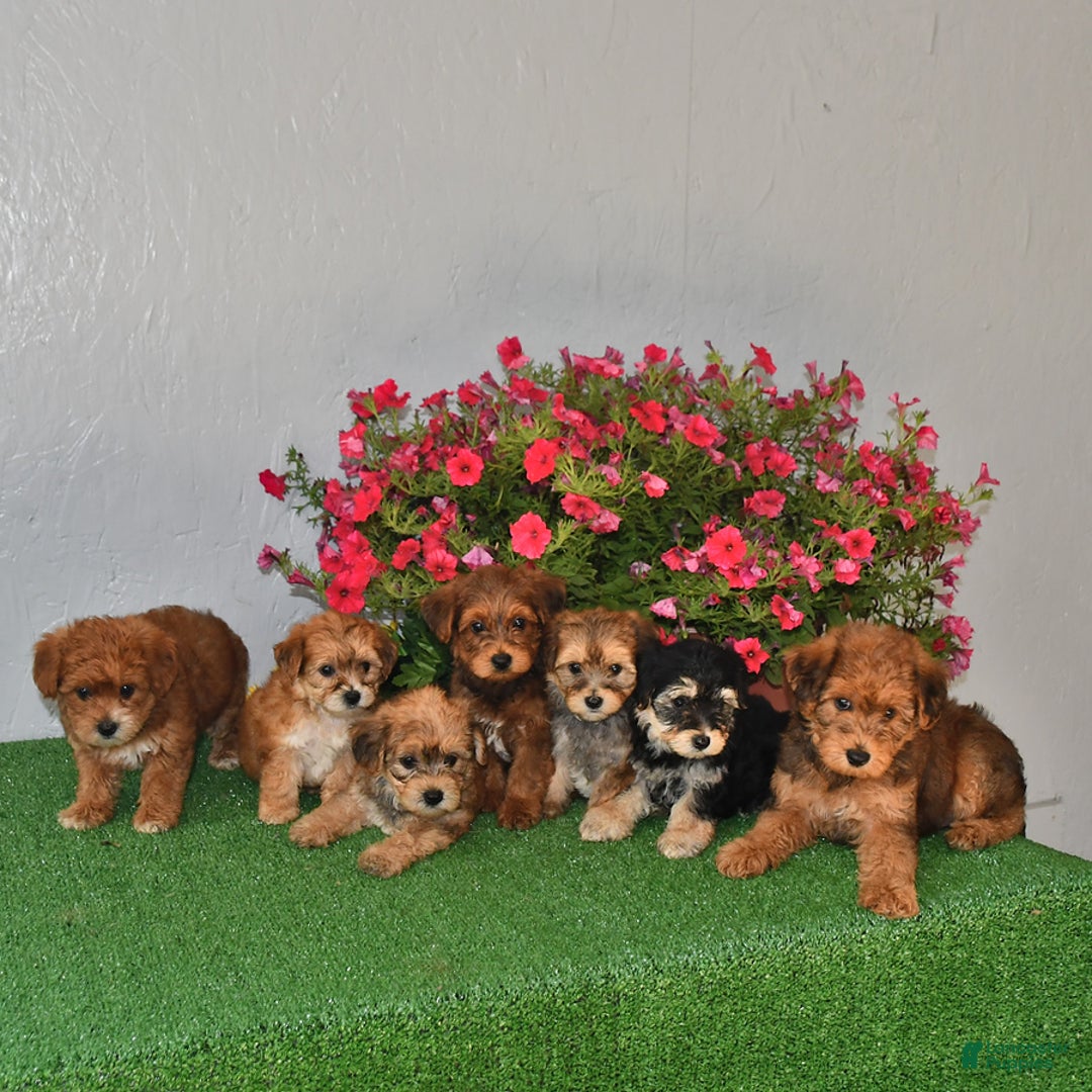 Bichpoo dogs for sale: Rocky - Image 2