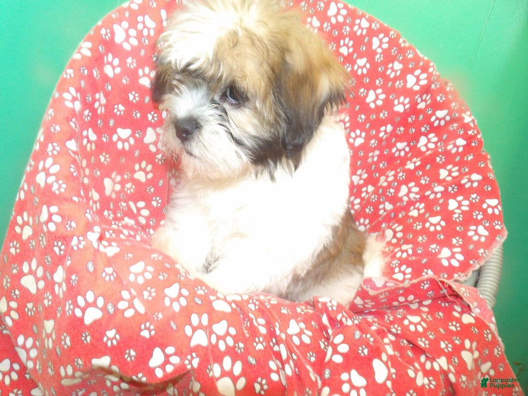 Teddy Bear dogs for sale: ROY - Image 2