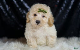 Mini Goldendoodle dogs for sale: Buggy - Image 2
