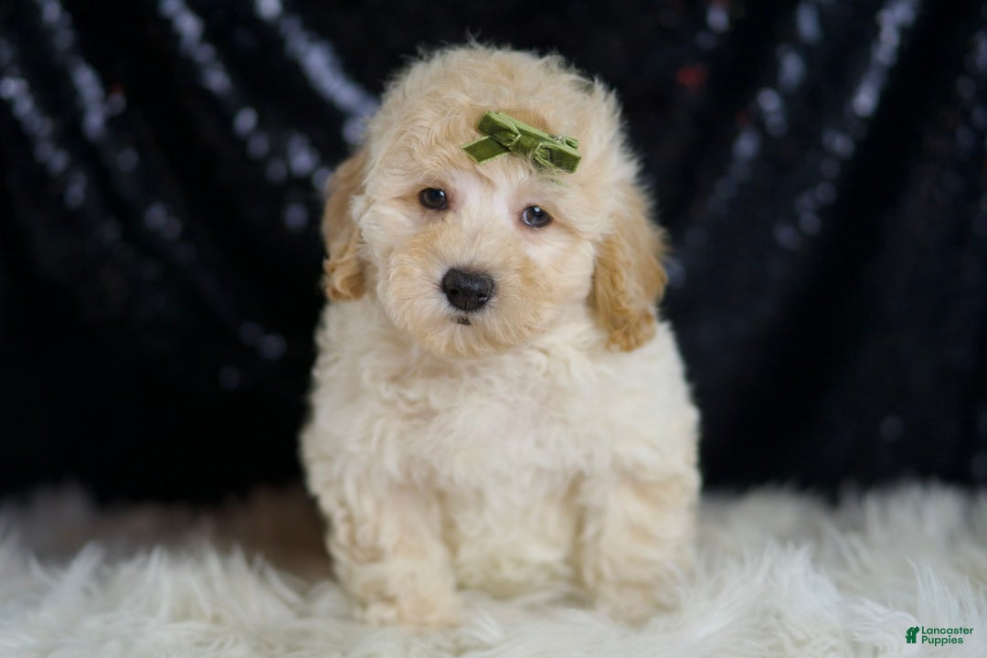 Mini Goldendoodle dogs for sale: Buggy - Image 2