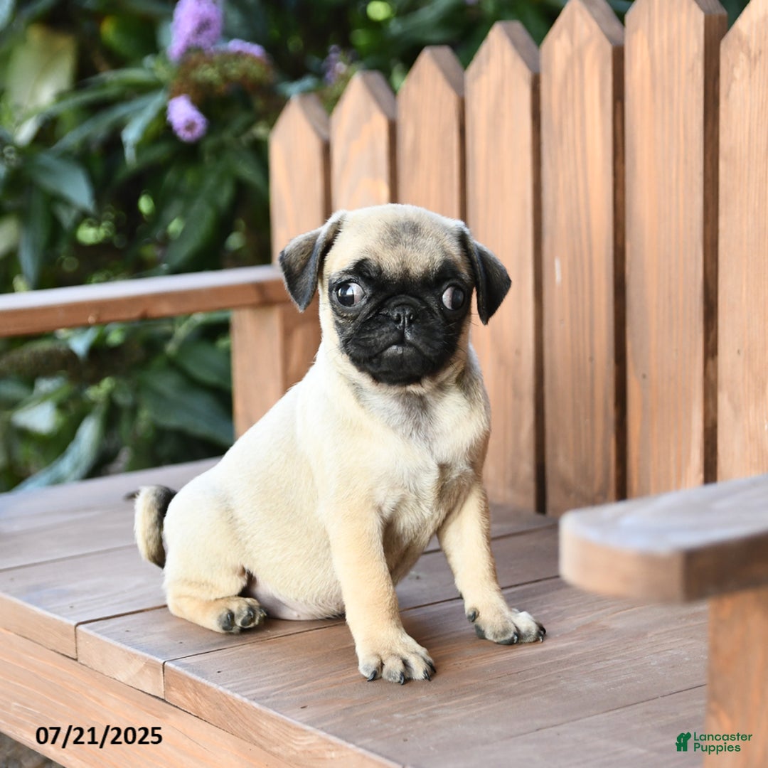 Pug dogs for sale: Pug 6 puppies - Image 1