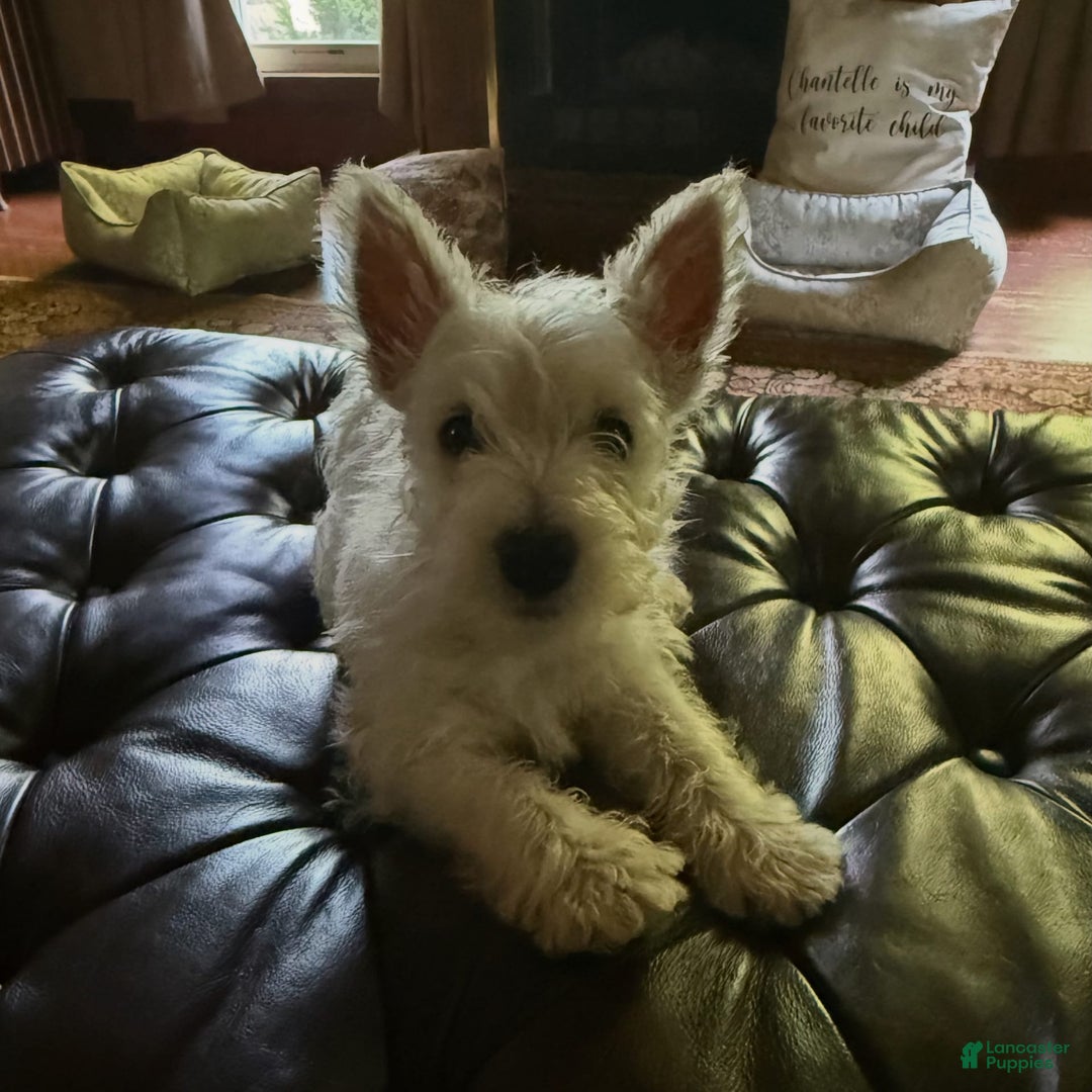West Highland Terrier dogs for sale: Leo - Image 7