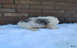 Cockapoo dogs for sale: Mary - Image 7
