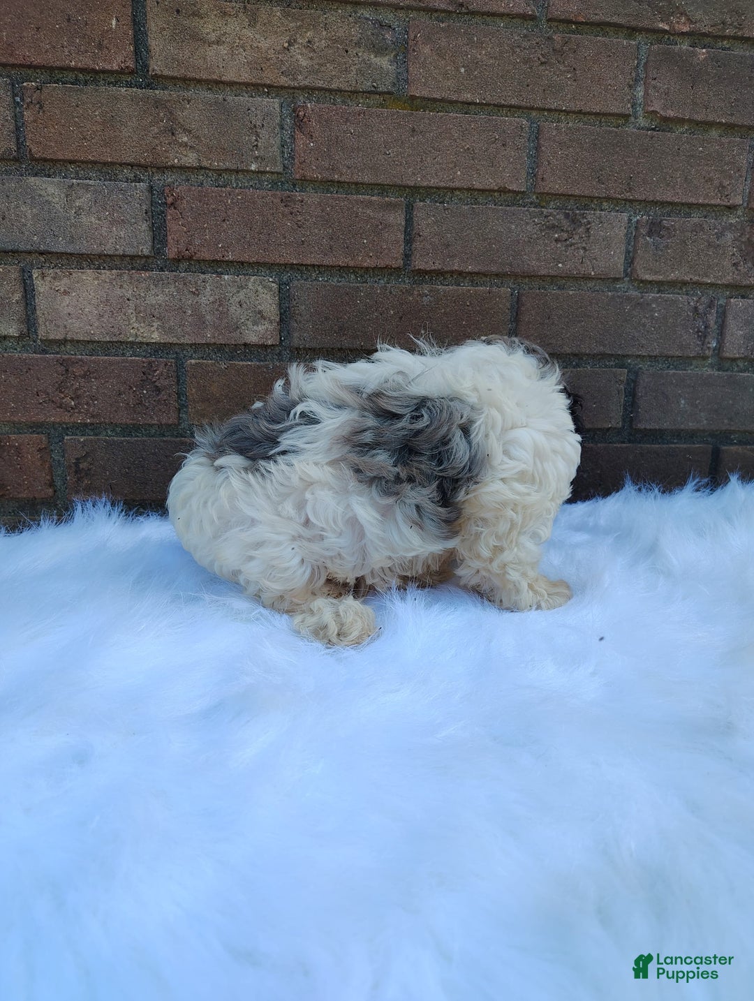 Cockapoo dogs for sale: Mary - Image 7