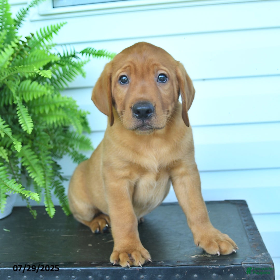 Labrador Retriever dogs for sale: Yumi - Image 5