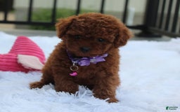 Toy Poodle dogs for sale: Honey - Image 8