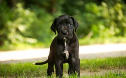 Great Dane dogs for sale: Beauty - Image 5
