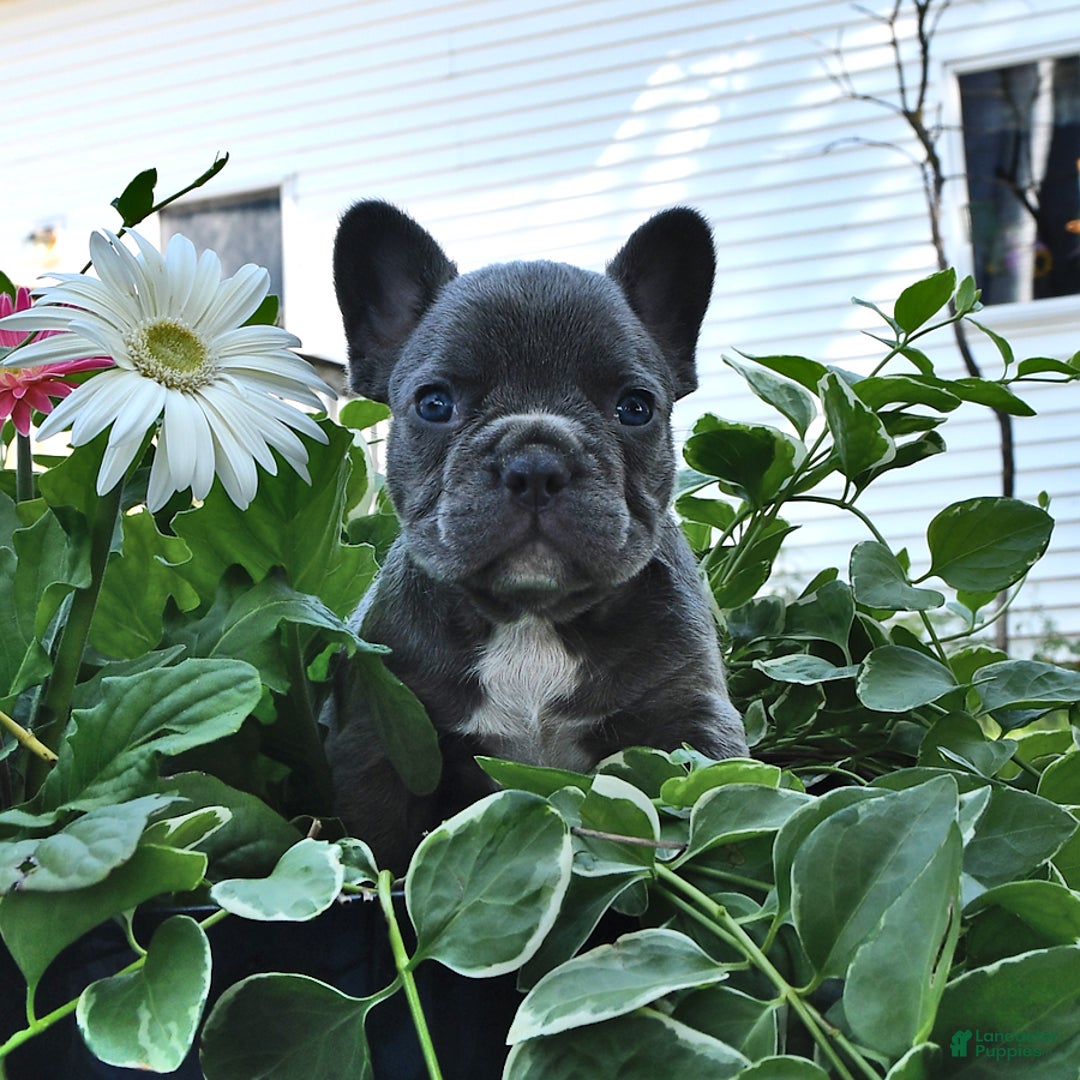 French Bulldog dogs for sale: Hunter - Image 1