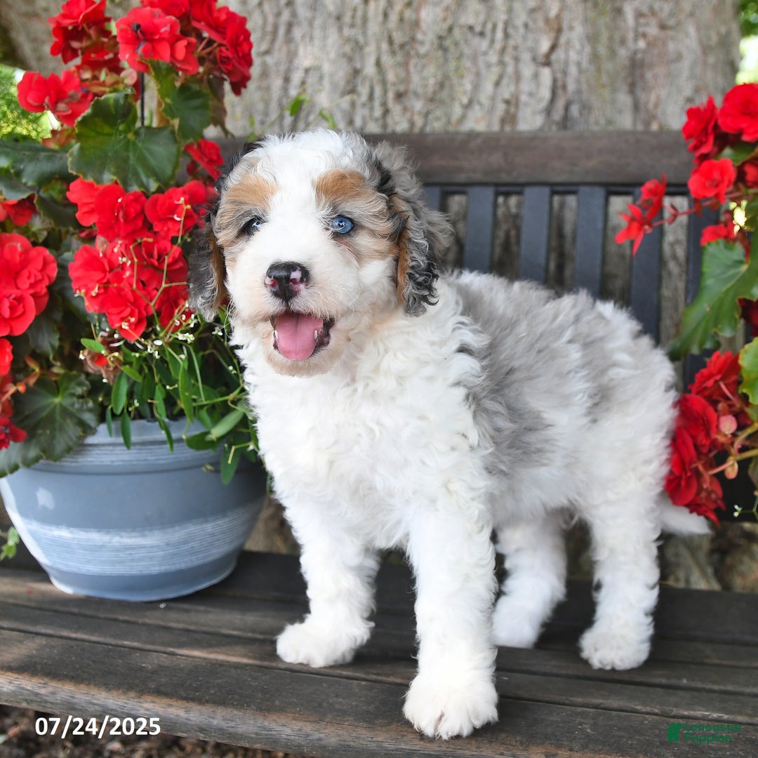 Mini Aussiedoodle dogs for sale: Ariana - Image 3