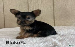 Yorkshire Terrier dogs for sale: Blake - Image 2