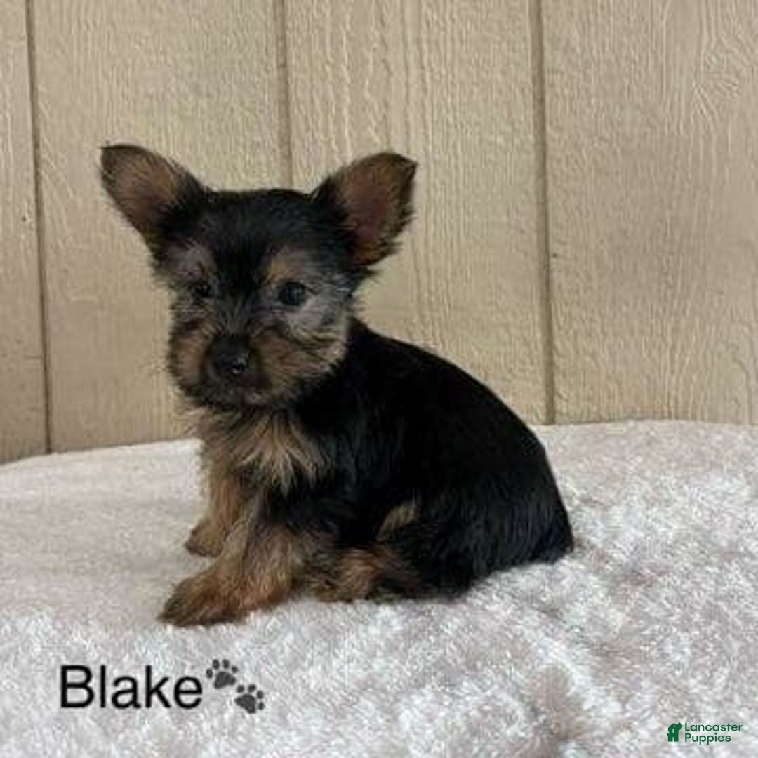 Yorkshire Terrier dogs for sale: Blake - Image 2
