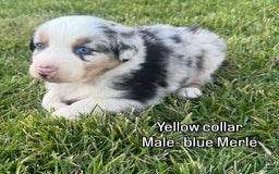 Australian Shepherd dogs for sale: Yellow Collar - Image 4