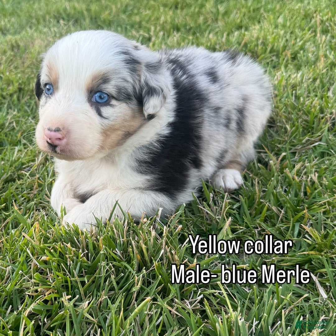 Australian Shepherd dogs for sale: Yellow Collar - Image 4