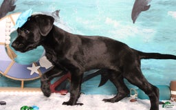 Labrador Retriever dogs for sale: Onyx - Image 8