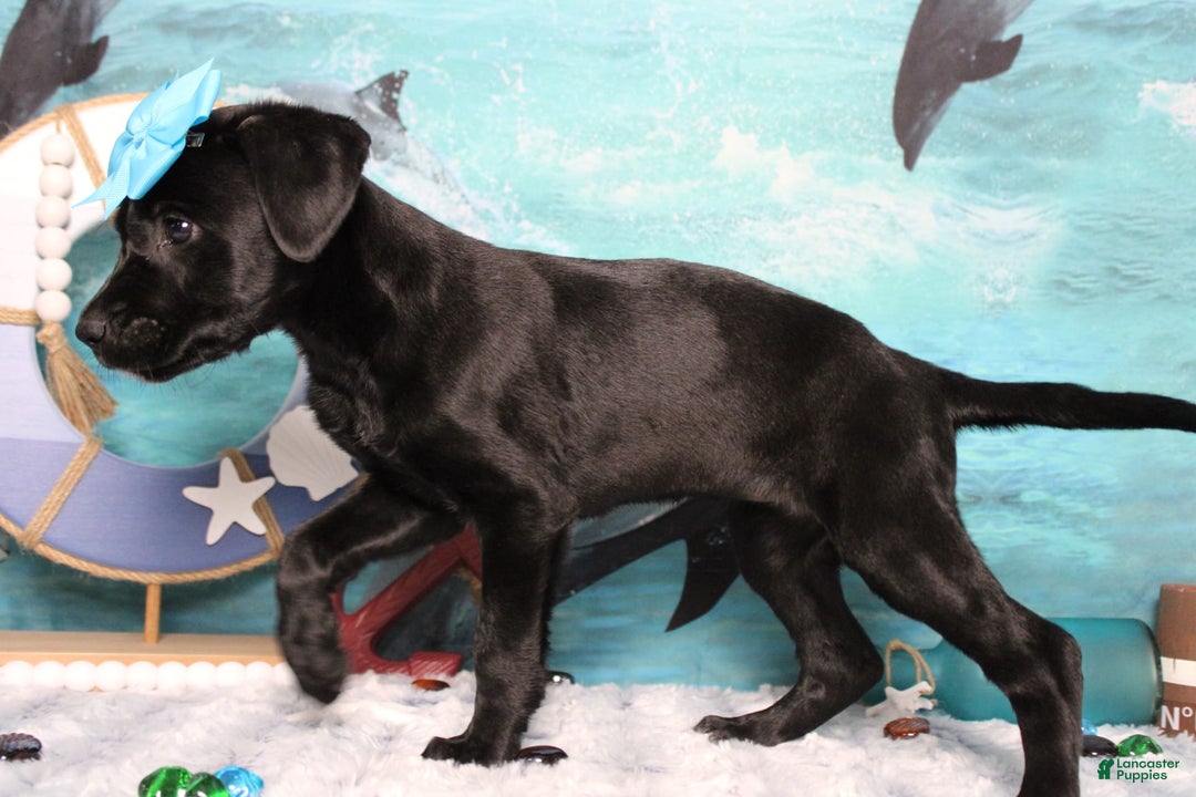 Labrador Retriever dogs for sale: Onyx - Image 8