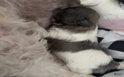 Shih Tzu dogs for sale: Linda - Image 1