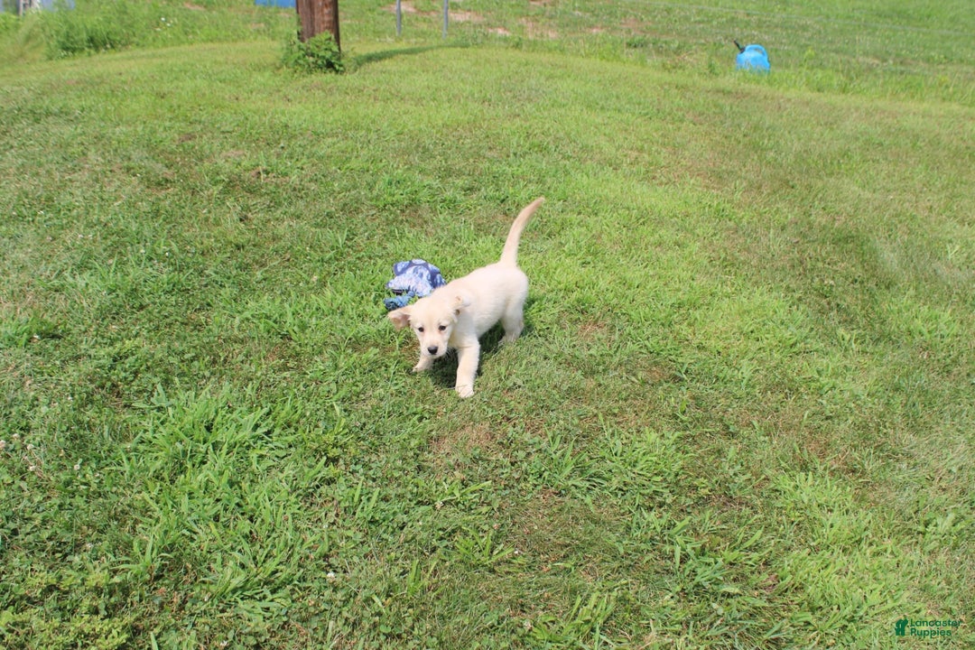 Golden Retriever dogs for sale: Costa - Image 16