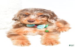 Mini Aussiedoodle dogs for sale: Esther - Image 5