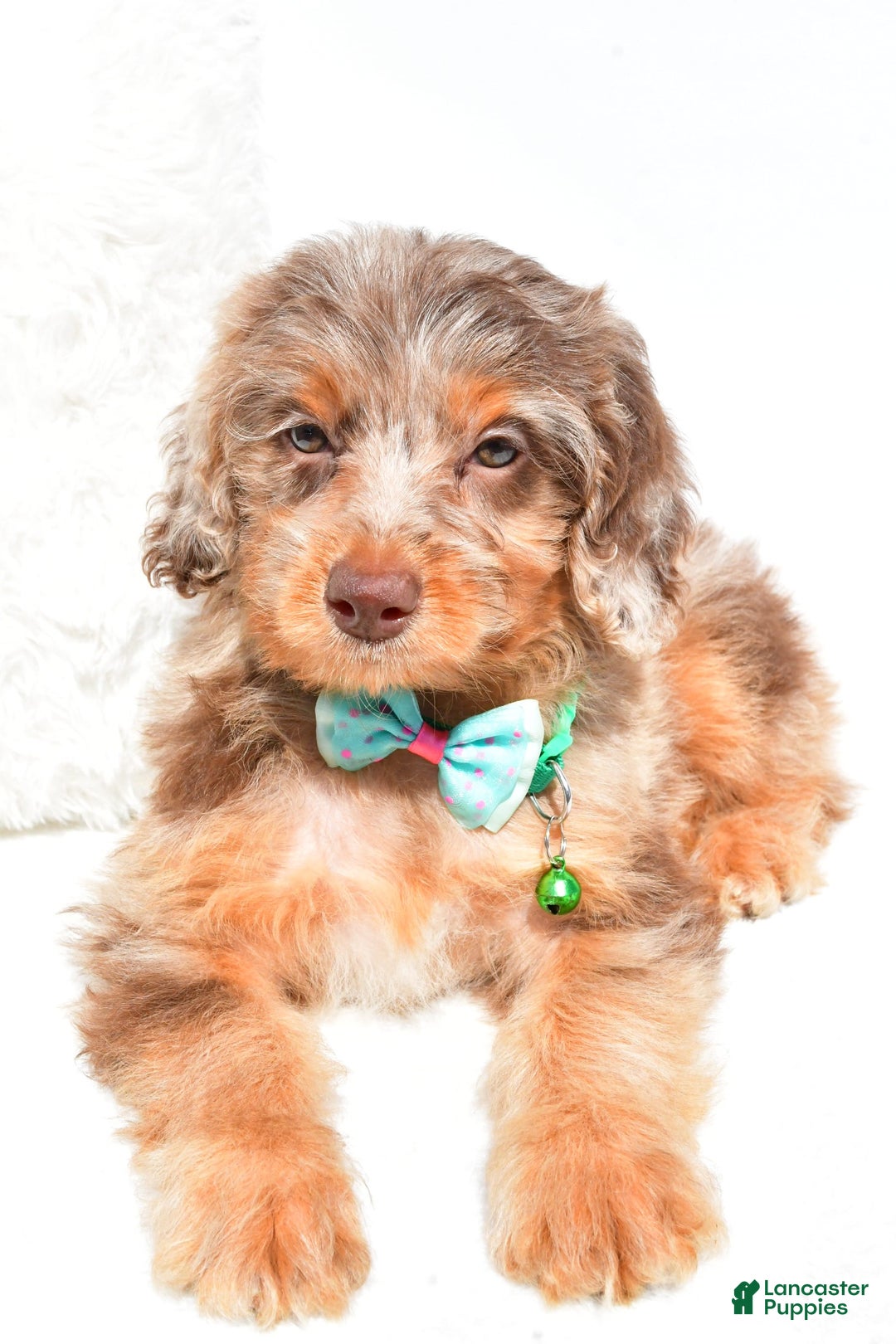 Mini Aussiedoodle dogs for sale: Esther - Image 5