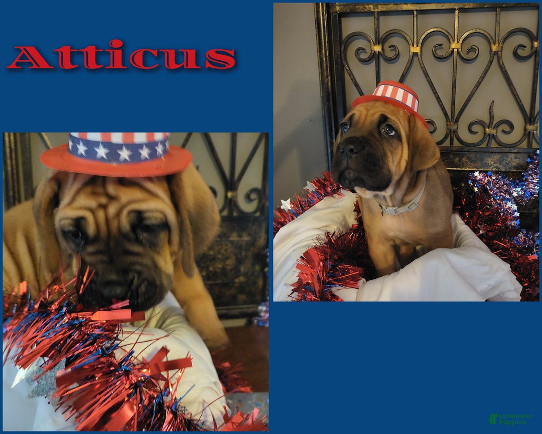 Cane Corso dogs for sale: Atticus - Image 2