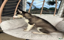 Siberian Husky dogs for sale: Bruno - Image 3