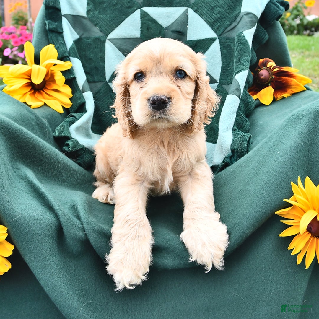 Cocker Spaniel dogs for sale: Kendal - Image 5