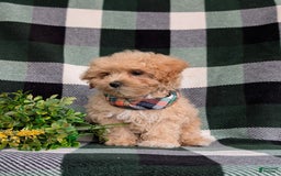 Maltipoo dogs for sale: Eghan Toy Size - Image 7