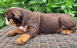 English Bulldog dogs for sale: Sadie - Image 17