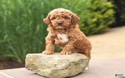 Cockapoo dogs for sale: Music - Image 5