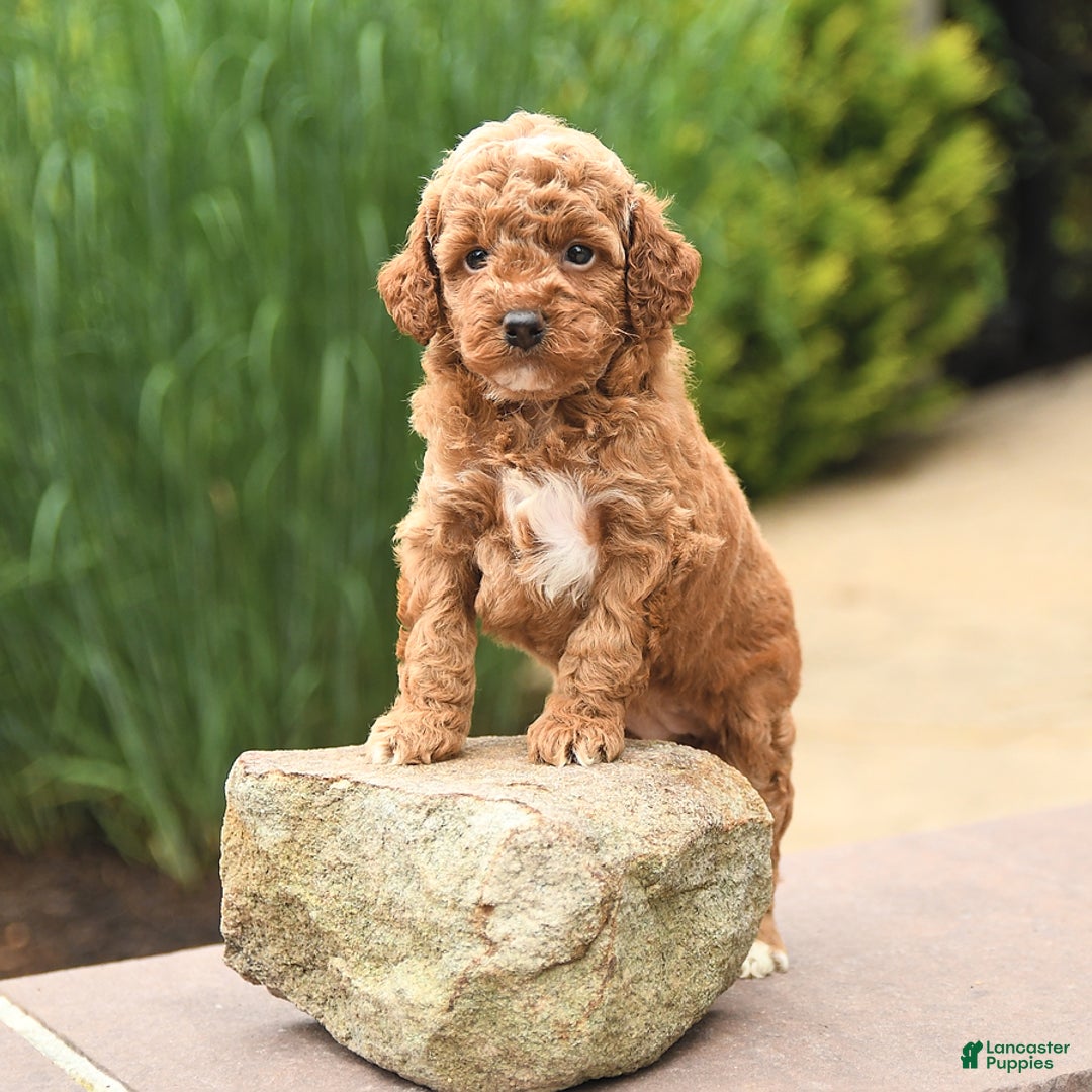 Cockapoo dogs for sale: Music - Image 5