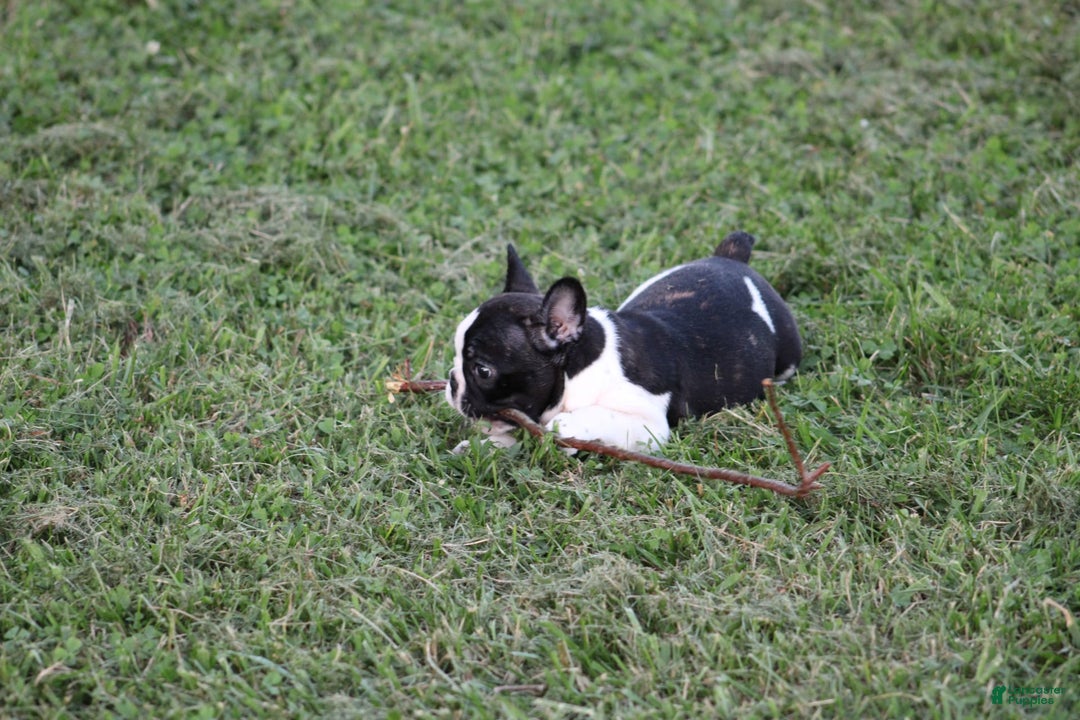 French Bulldog dogs for sale: Natalie - Image 8