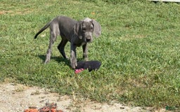 Great Dane dogs for sale: Great Dane 4 puppies - Image 12