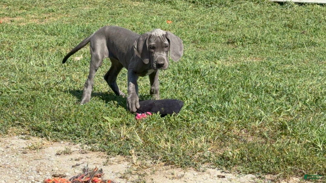 Great Dane dogs for sale: Great Dane 4 puppies - Image 12