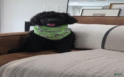 Goldendoodle dogs for sale: Kane - Image 2