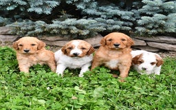Standard Poodle dogs for sale: Dakota - Image 1