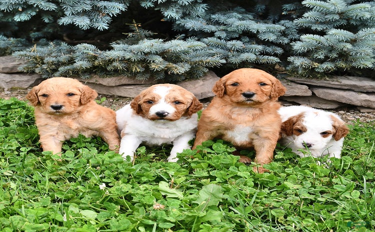 Standard Poodle dogs for sale - Ad 3