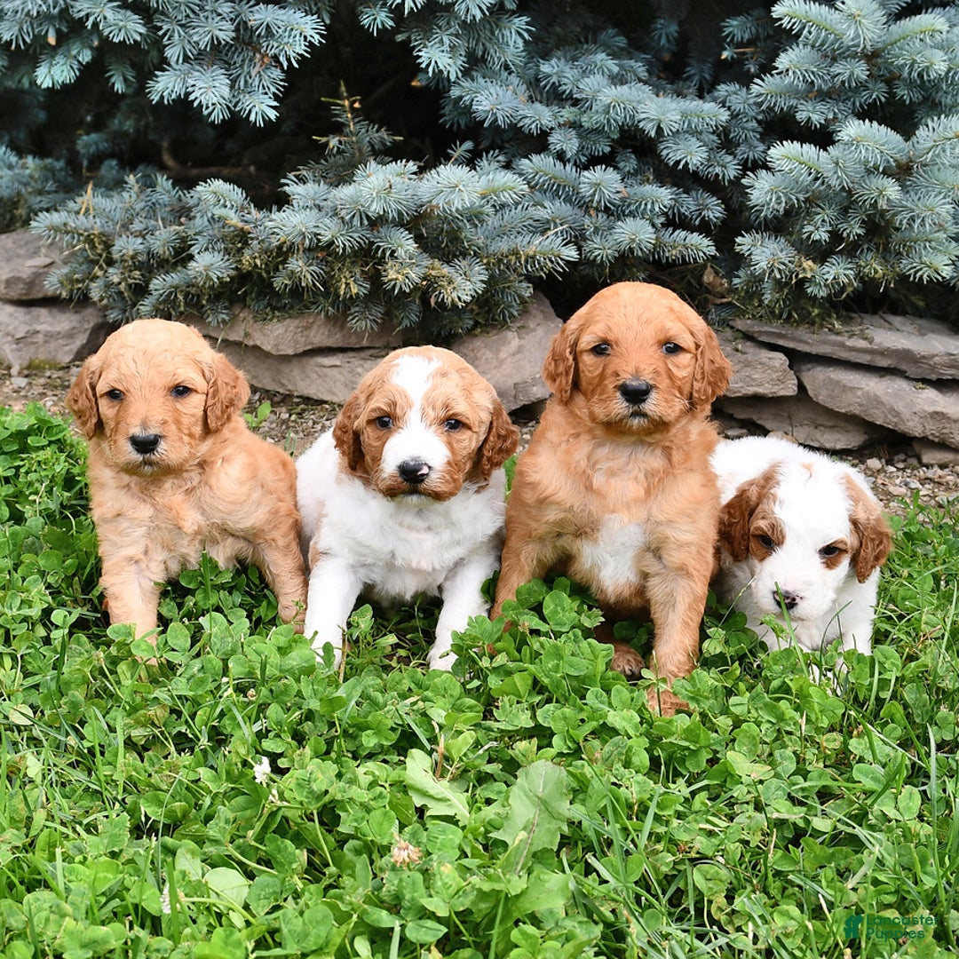 Standard Poodle dogs for sale: Dakota - Image 1