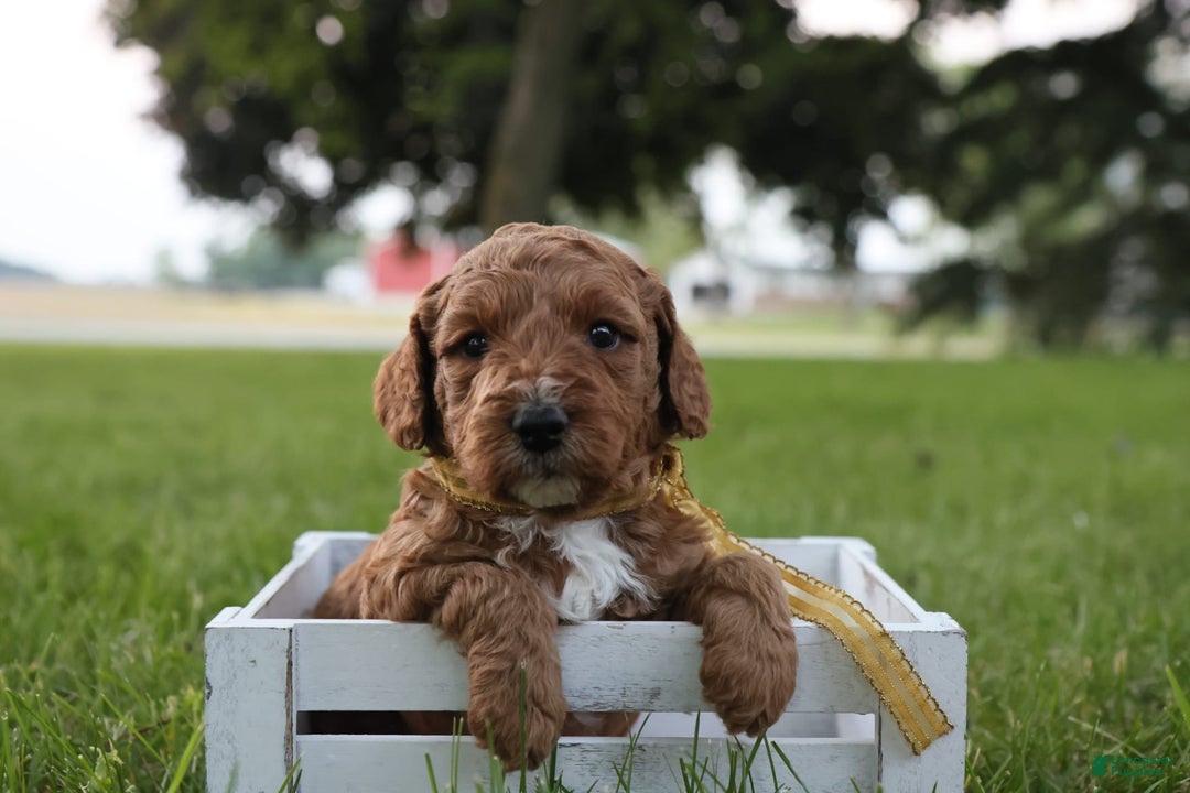 Mini Goldendoodle dogs for sale: Thunder - Image 10