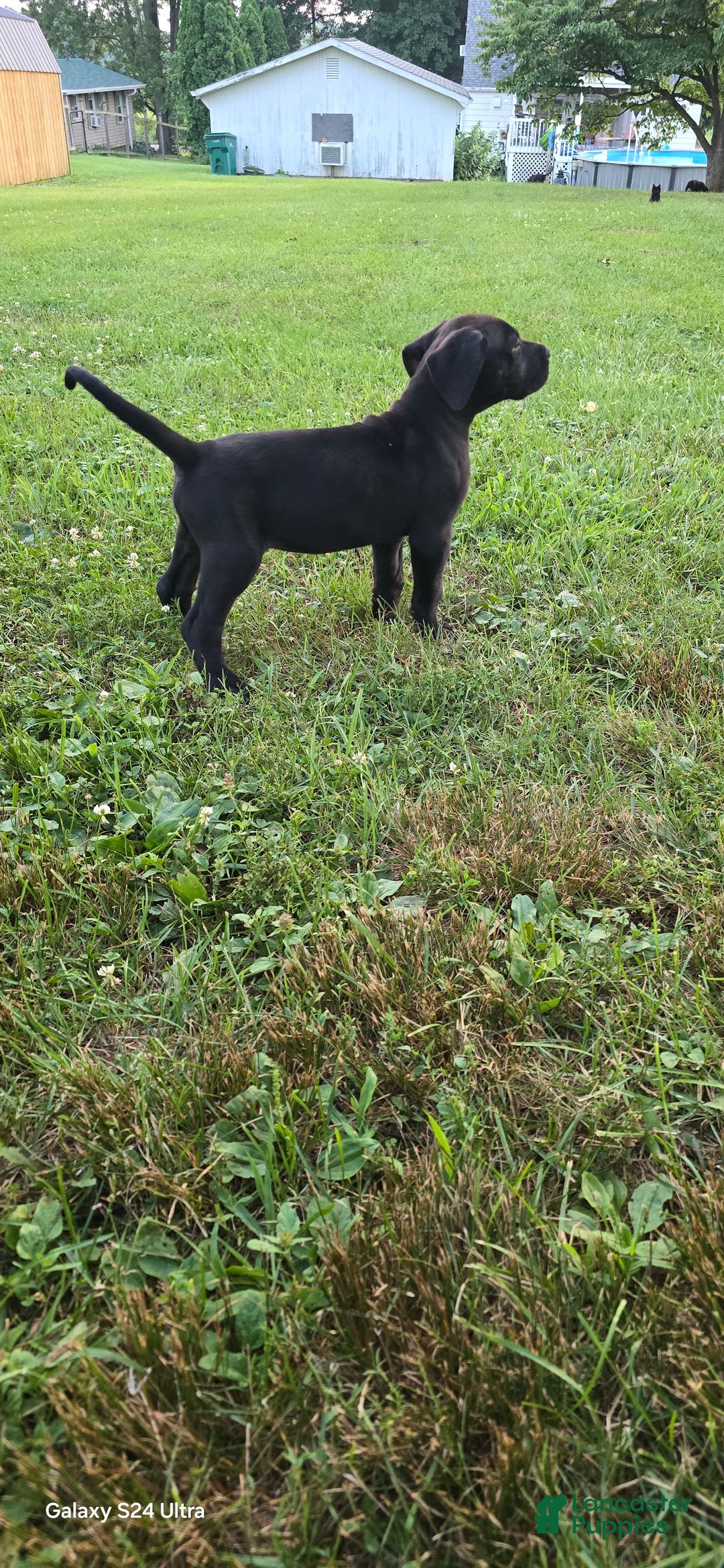 Great Dane dogs for sale: Sky - Image 29