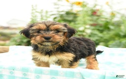 Morkie dogs for sale: Gizmo - Image 2