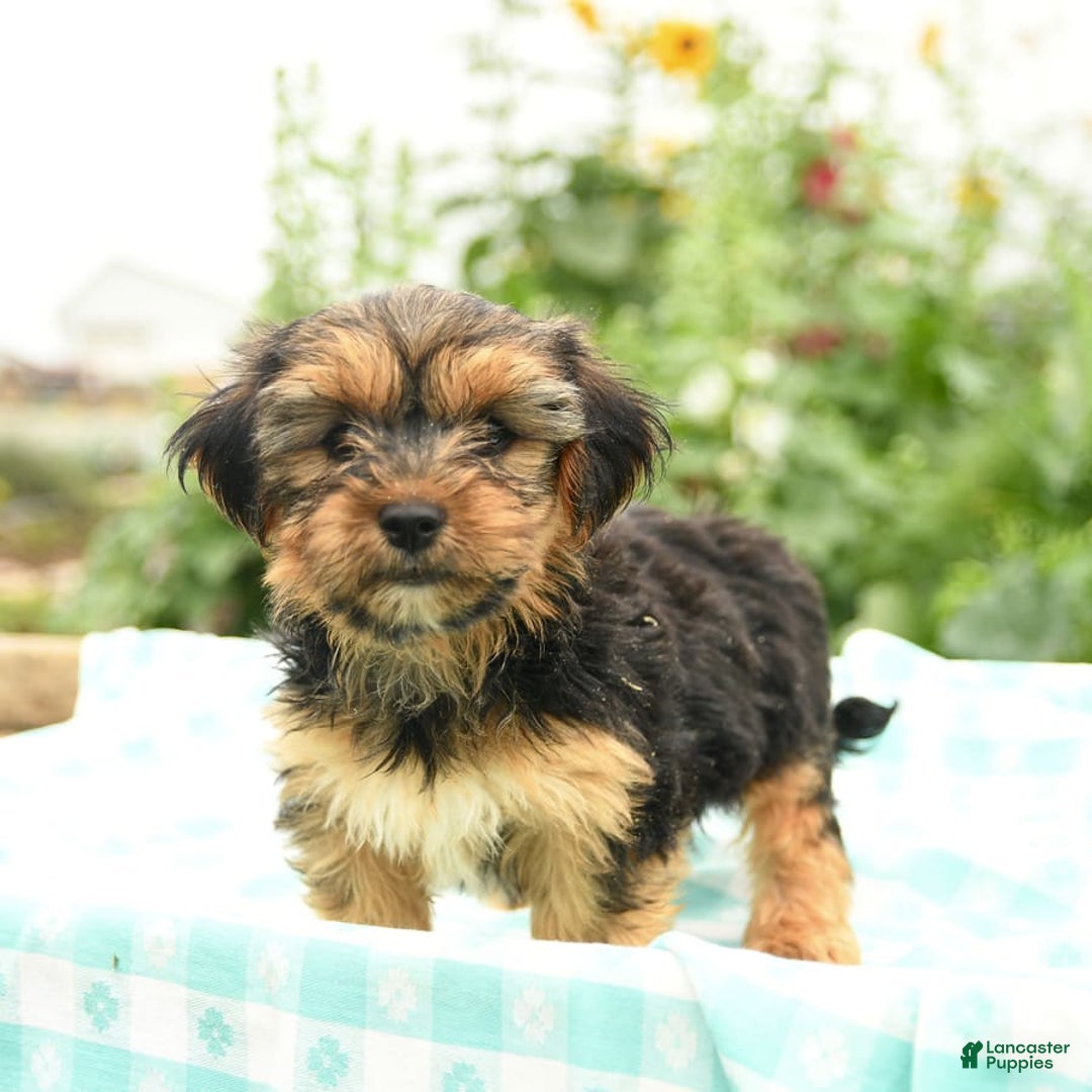 Morkie dogs for sale: Gizmo - Image 2