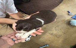 English Springer Spaniel dogs for sale: Male 2 - Image 12